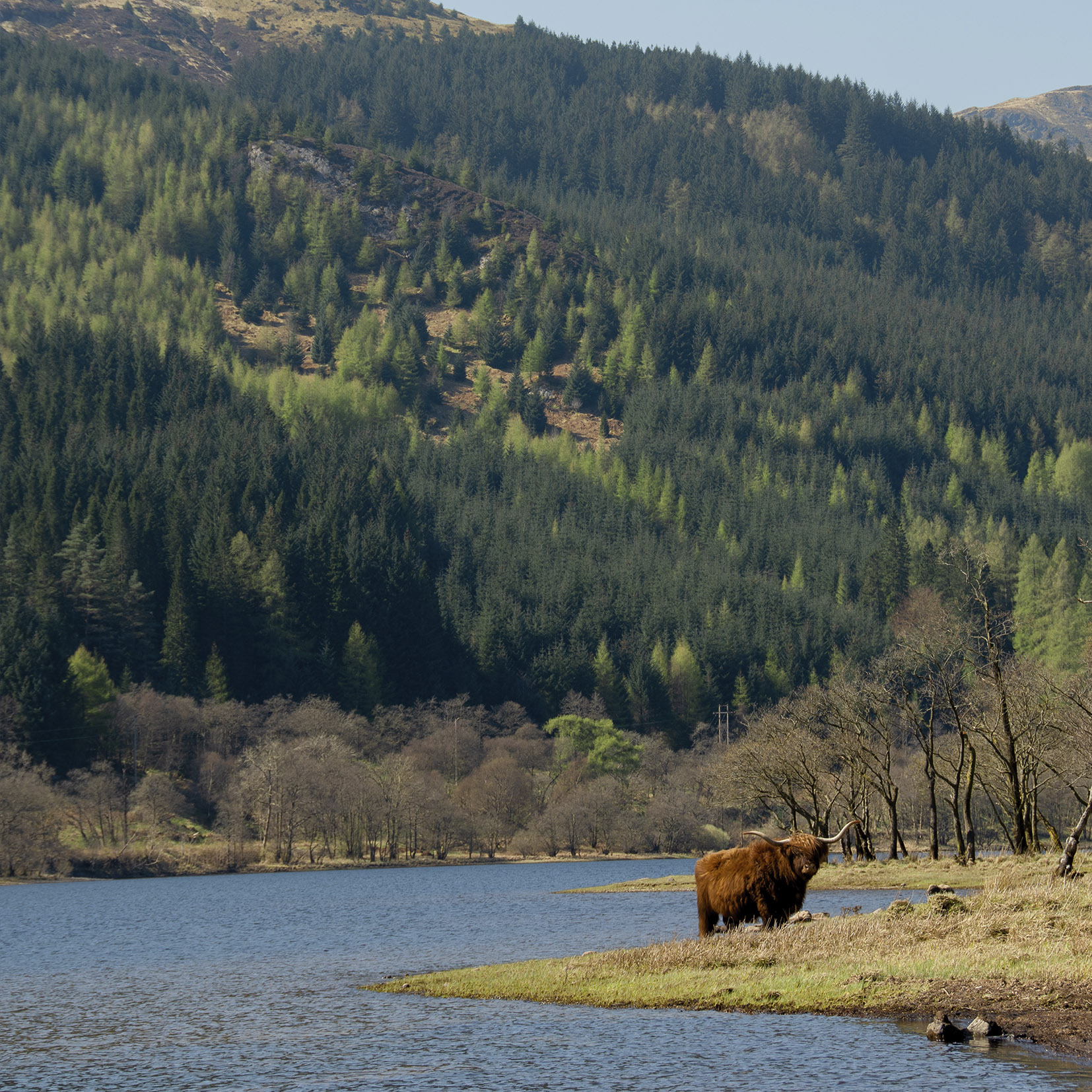 Highland photography Coo Highland hills, with a highland Coo by and Loch